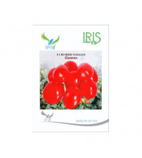 Tomato Iris F1 Gaurav 10 grams